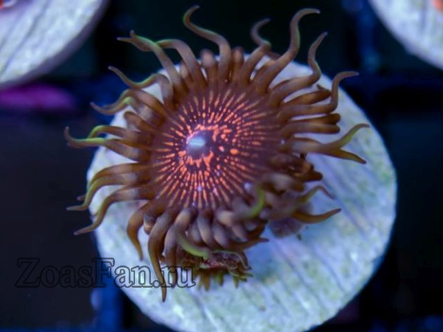Night Crawle